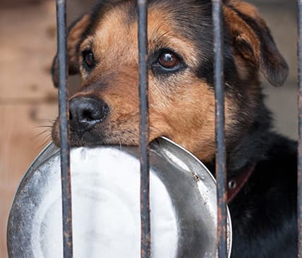 Adoptera hund genom DogRescue logotyp